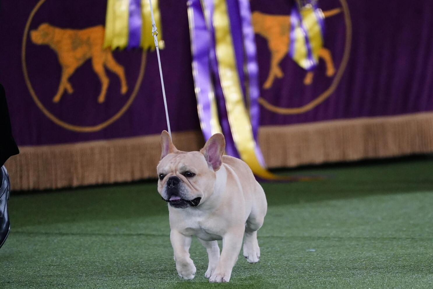 The Frenchie becomes a favorite and a dog show contender AP News